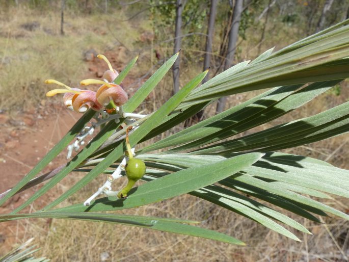 Grevillea refracta