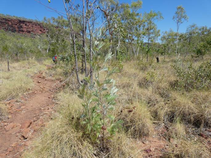 Grevillea refracta