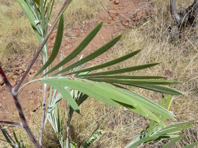 Grevillea refracta