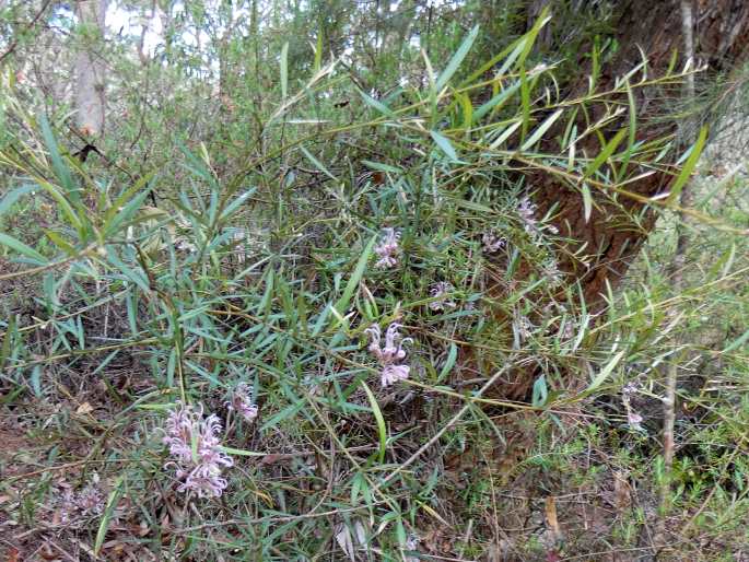 Grevillea sericea