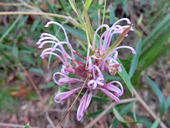 Grevillea sericea