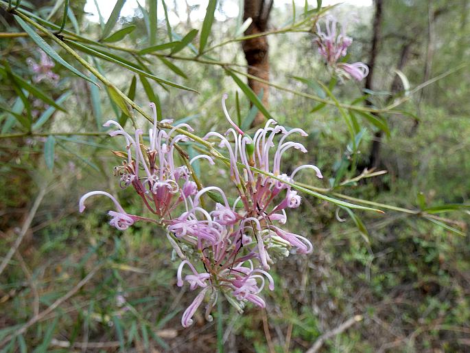 Grevillea sericea