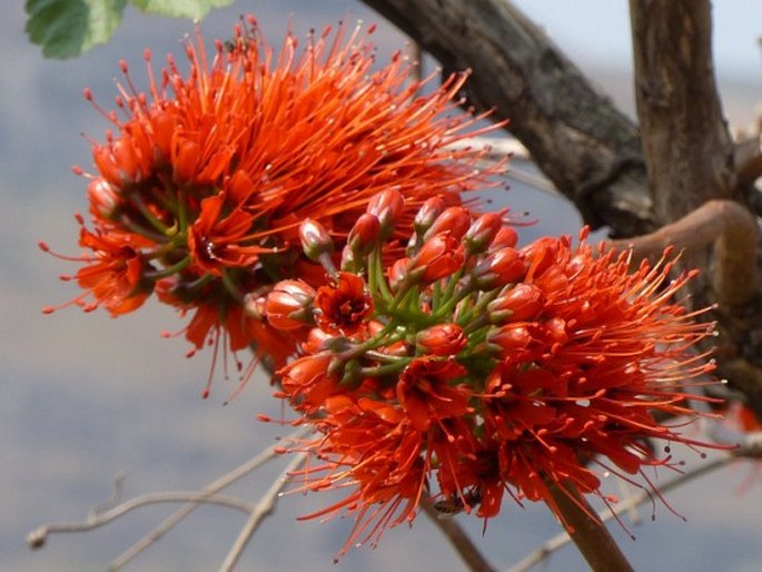 Greyia sutherlandii