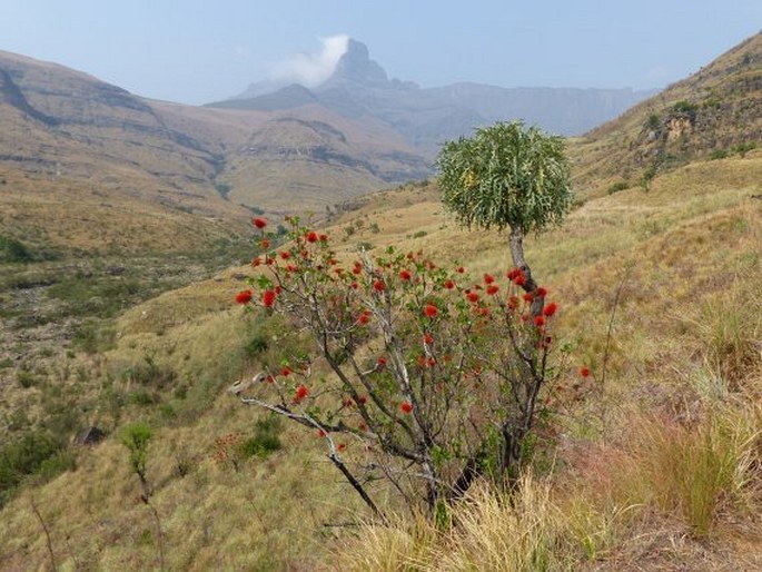 Greyia sutherlandii