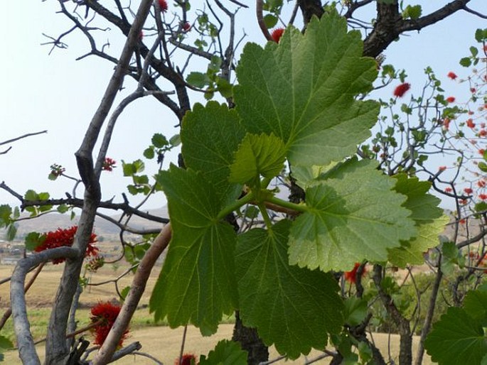 Greyia sutherlandii