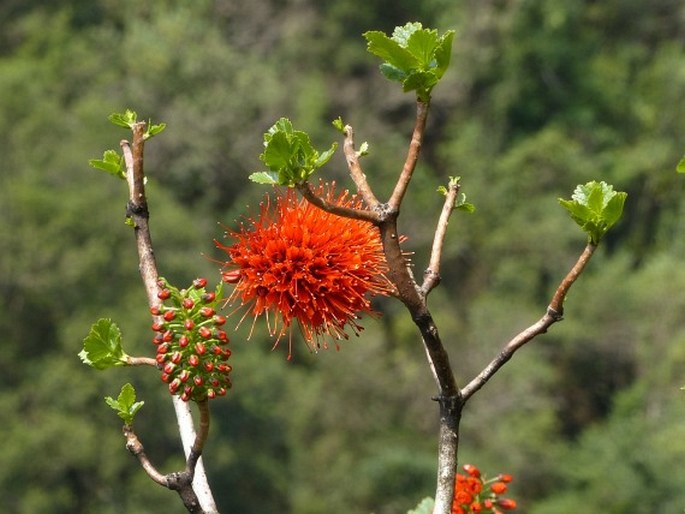 Greyia sutherlandii