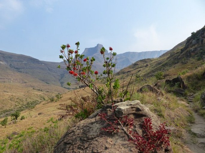 Greyia sutherlandii