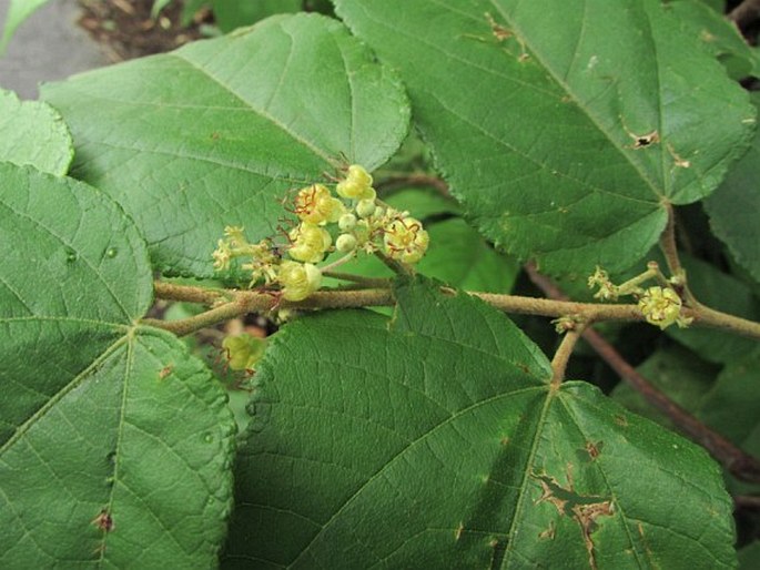 GUAZUMA ULMIFOLIA Lam.