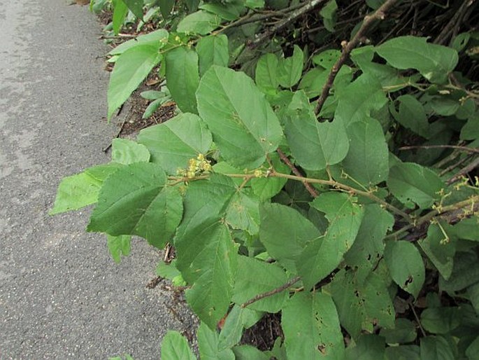 Guazuma ulmifolia