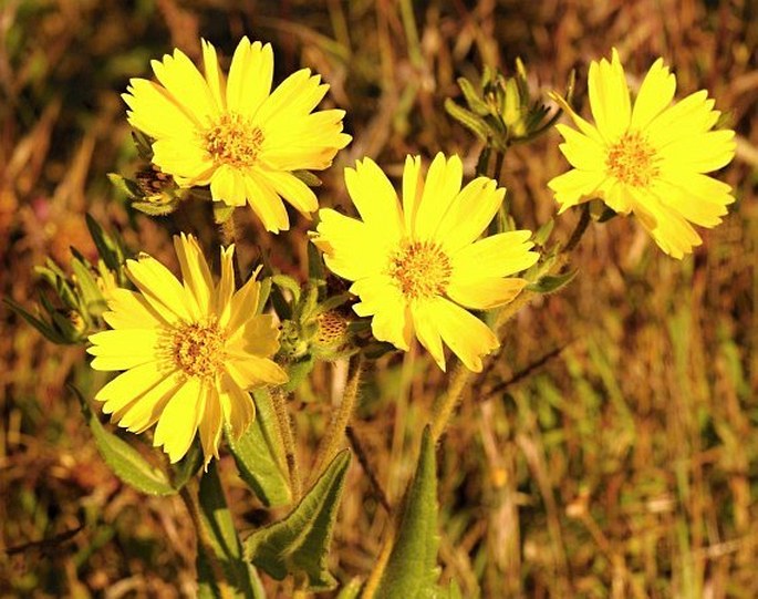 GUIZOTIA SCABRA (Vis.) Chiov. - mastňák