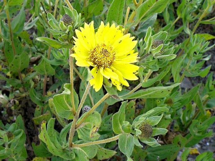 Guizotia scabra