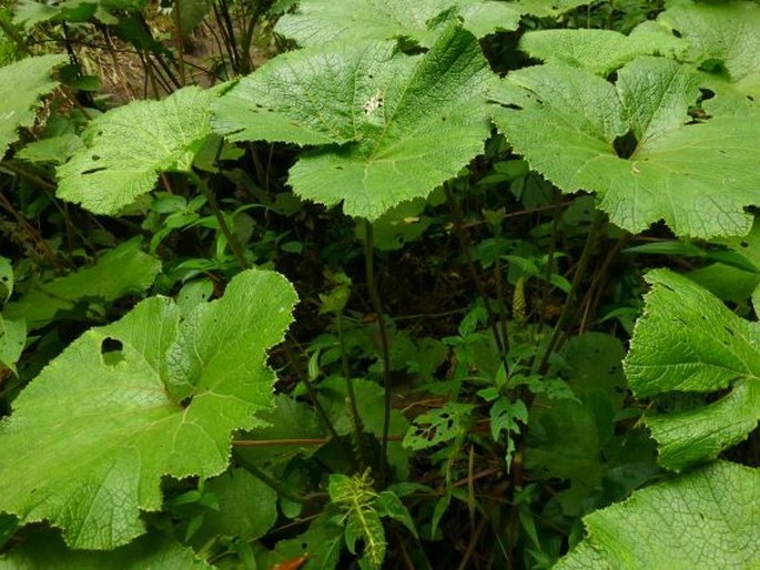 Gunnera macrophylla