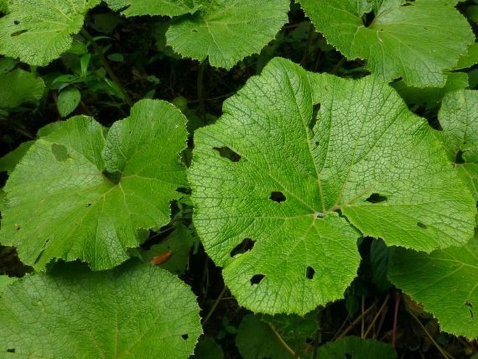 Gunnera macrophylla