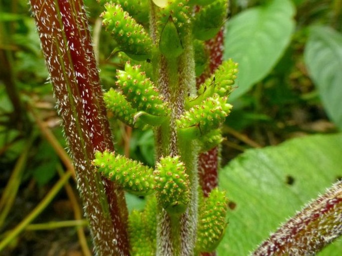 Gunnera macrophylla