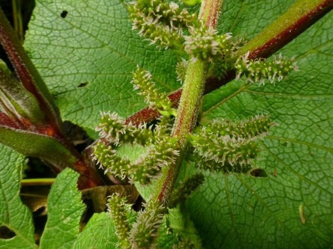 Gunnera macrophylla