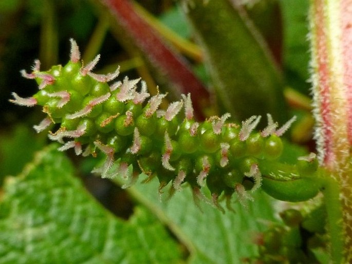 Gunnera macrophylla