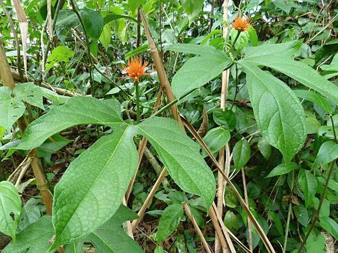 GURANIA MAKOYANA (Lem.) Cogn.