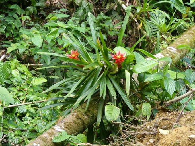 Guzmania lingulata