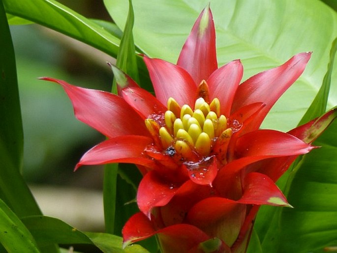 Guzmania lingulata