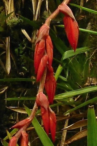 Guzmania lehmanniana