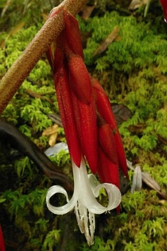 Guzmania lehmanniana