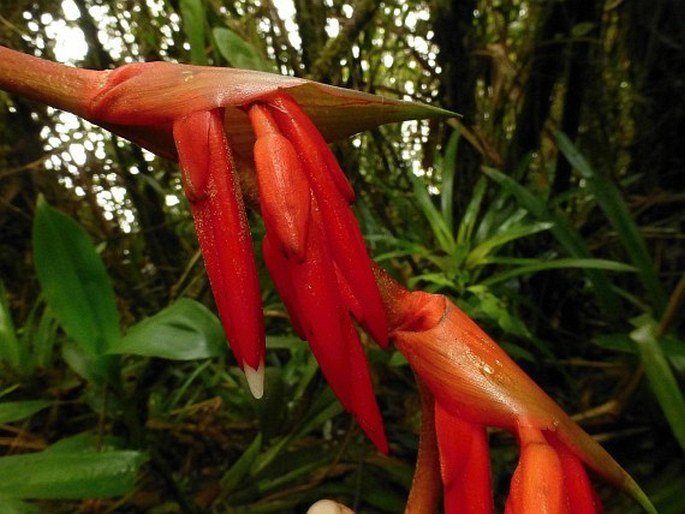 Guzmania lehmanniana