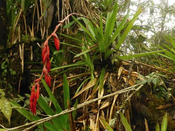 Guzmania lehmanniana