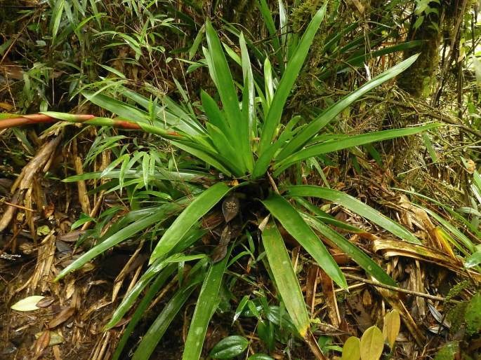 Guzmania lehmanniana