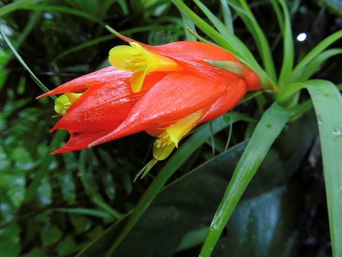 Guzmania angustifolia