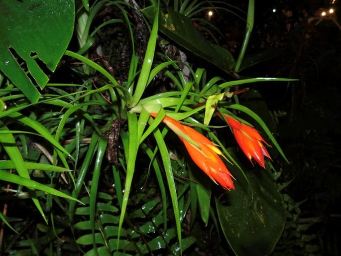 Guzmania angustifolia