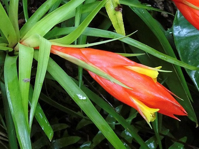 Guzmania angustifolia