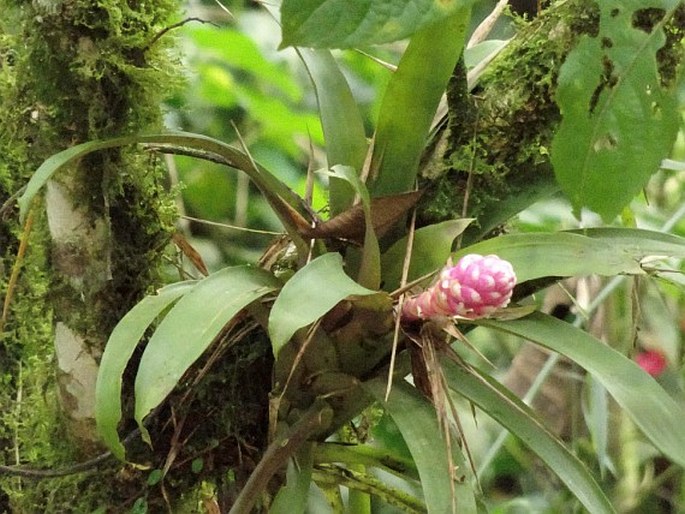 Guzmania remyi