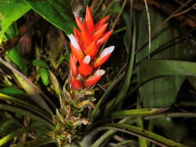 Guzmania monostachia