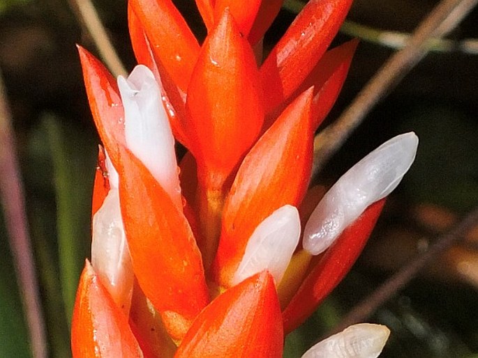 Guzmania monostachia