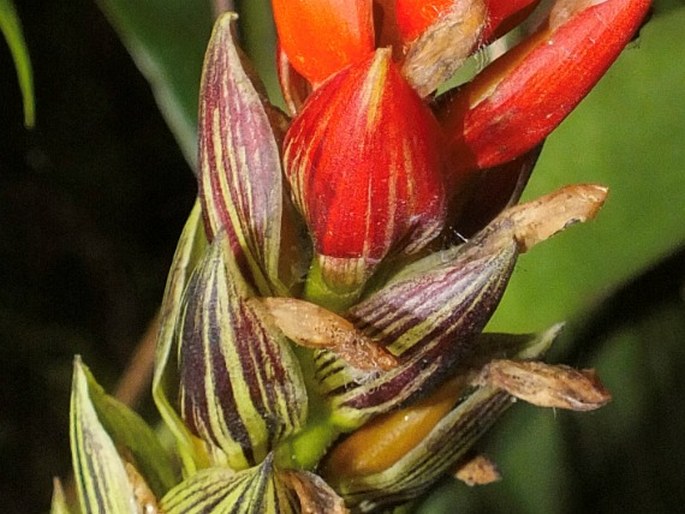 Guzmania monostachia