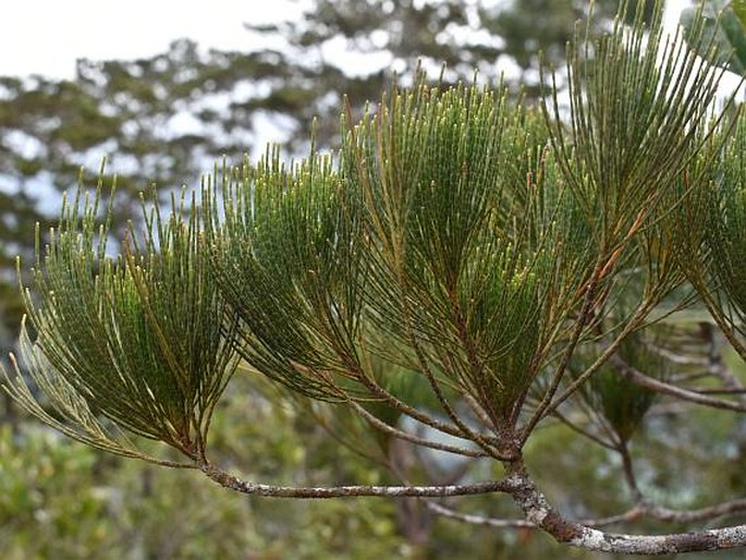 GYMNOSTOMA NOBILE (Whitmore) L. A. S. Johnson