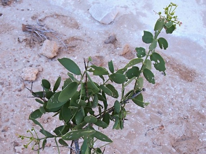 Gymnosporia senegalensis