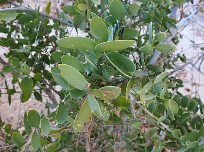 Gymnosporia senegalensis