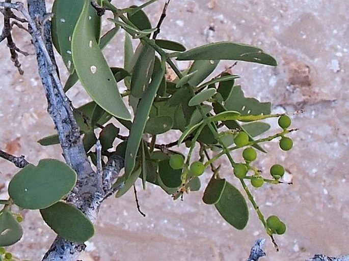 Gymnosporia senegalensis