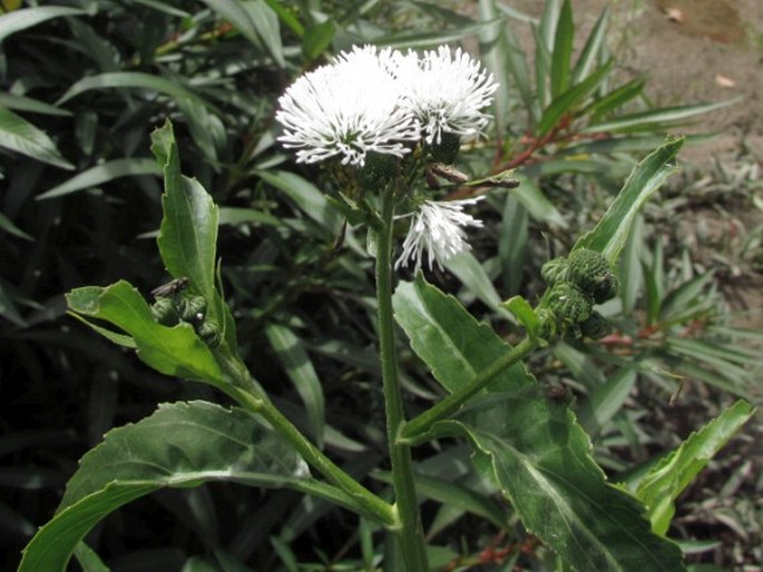 Gymnocoronis spilanthoides