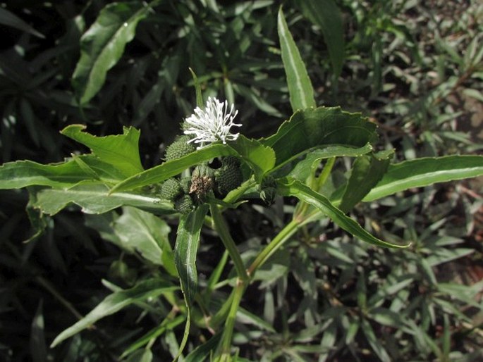 Gymnocoronis spilanthoides