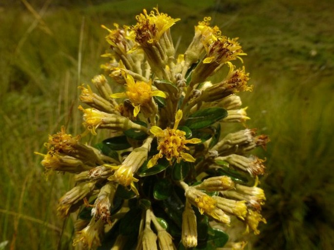 GYNOXYS BUXIFOLIA (Kunth) Cass.