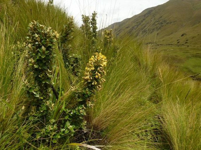 Gynoxys buxifolia