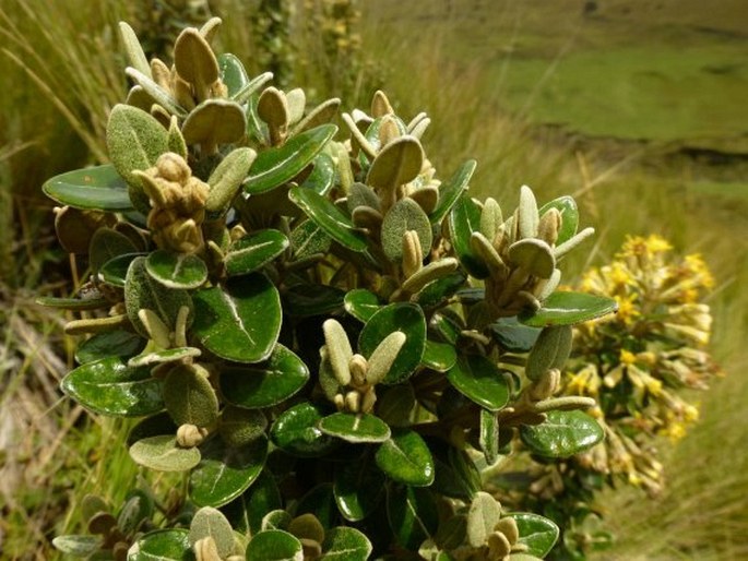 Gynoxys buxifolia