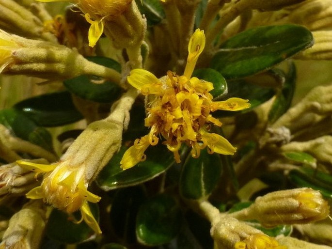 Gynoxys buxifolia