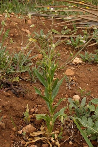 Gypsophila pilosa