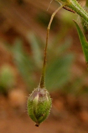 Gypsophila pilosa