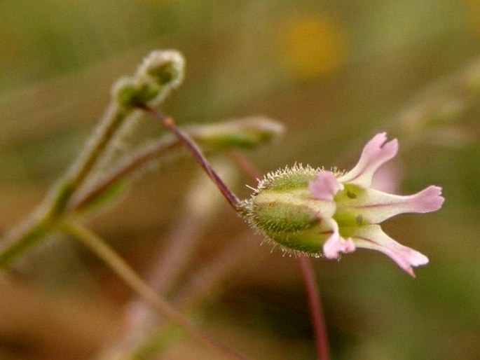 Gypsophila pilosa