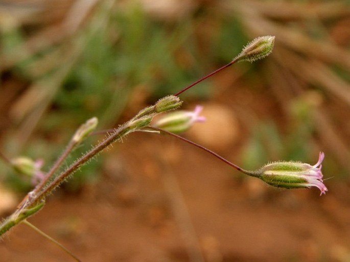 Gypsophila pilosa