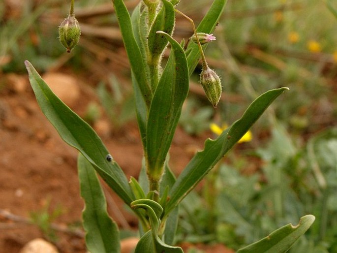 Gypsophila pilosa